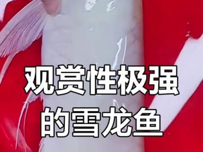 银龙鱼饲养指南（了解银龙鱼饲养的注意事项，让你成为优秀的养鱼爱好者）