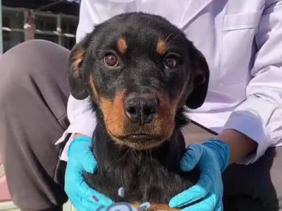 罗威纳（罗威纳犬）