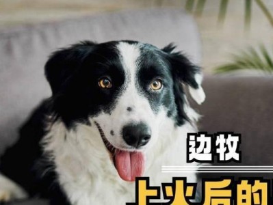 狗狗上火了怎么办？做好这些，让狗狗重获健康！（狗狗上火的症状及应对措施，饮食和生活调理是关键！）