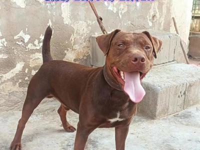 大型梗犬——忠诚、活力与智慧的化身（探秘大型梗犬品种）