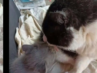 男生养猫的深层含义（一个男生的爱与责任）