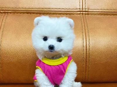 探索博美纯的独特魅力（发现博美纯犬种的特点和饲养知识）