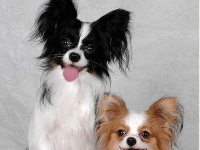 蝴蝶犬与博美的区别（探究这两个受欢迎的狗狗品种的特点和不同之处）