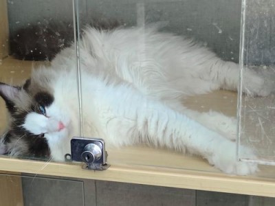 猫为什么会突然瘦下来？（探寻猫儿突然瘦身的原因及应对方法）