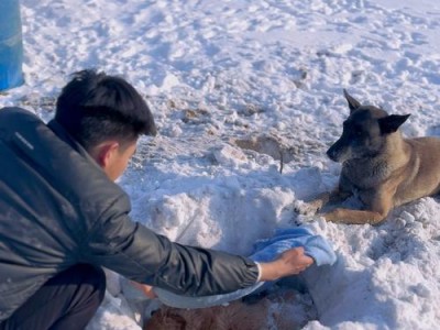幼犬离开母犬的最佳时间（幼犬离开母犬的关键因素和注意事项）