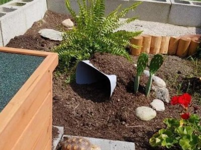 陆龟混养指南（多样化伙伴选择，让陆龟的生活更丰富多彩）