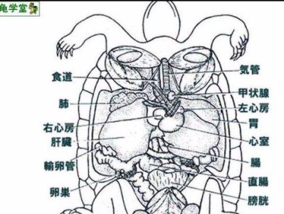 冠背龟的饲养技巧（建议、饲料、水族馆设备、水质、温度、照明、清洁、健康）