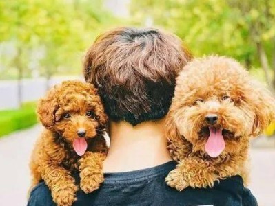 贵宾犬的饮食习惯（贵宾犬每周吃几次鸡蛋最合适？）