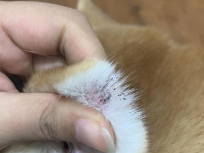 狗耳中藏着什么秘密？（揭开狗耳后的神秘面纱）