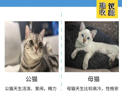 如何养折耳猫——让你的折耳猫健康成长