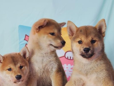 柴犬价格揭秘（了解柴犬市场行情，判断价格合理与否）