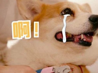 如何正确处理狗狗的指甲——给狗狗剪指甲的技巧（让你的狗狗轻松应对指甲修剪，呵护它的脚爪健康）