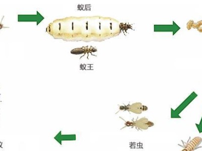 绣蝴蝶鱼的饲养全攻略（了解绣蝴蝶鱼，养护细节请注意！）