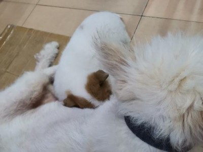 狗狗生育规律及合理繁殖次数的重要性（掌握繁殖次数，保障狗狗健康幸福）