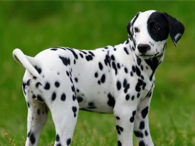 新斯科舍猎鸭犬的饲养方法（如何养护一只健康快乐的猎鸭犬）