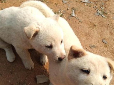 中华田园犬——你的理想养宠伴侣（了解土狗，为你的家庭带来无尽的快乐）