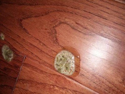 小狗胃内食物的排出时间（了解小狗的消化系统和排泄过程）
