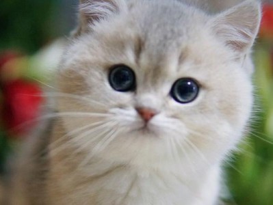 英国短毛猫的繁殖周期（探索英国短毛猫的交配和产仔时间表）