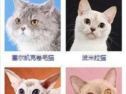 选择合适的猫作为宠物伴侣（以性格温顺的品种为首选）