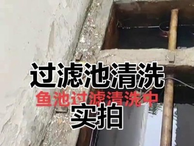 水族箱过滤器清洗时间与方法（保持水族箱水质清新的关键）