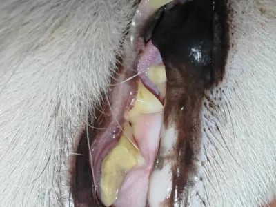 猫咪牙齿疾病的种类及严重程度（了解猫咪常见的牙齿问题，关注口腔健康）