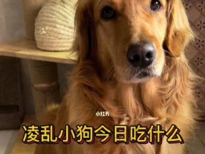 养金毛的饮食需求解析（2个月金毛的饮食搭配及营养需求）