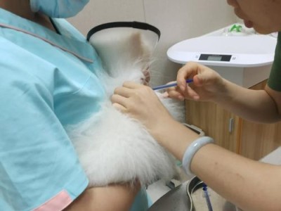 以博美有炎症，炎症治愈需要多长时间？（了解博美炎症康复时间和关键因素）