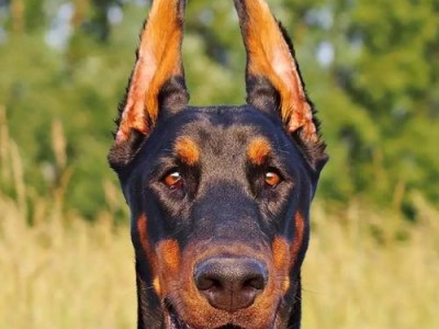 杜宾犬——优缺点详细分析（了解杜宾犬的优势与劣势，选择合适的宠物伴侣）