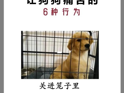 以金毛犬训练的注意事项（培养乖巧听话的金毛宠物）