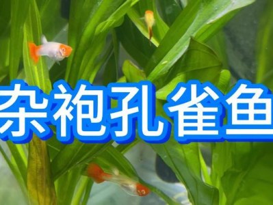 孔雀鱼饲养密度对性别的影响（探究孔雀鱼饲养密度是否可以影响性别分配）