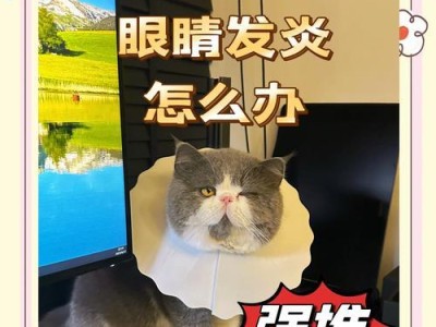 小猫角膜炎的治愈时间及相关注意事项（揭秘小猫角膜炎康复过程，助您更好照料爱宠）