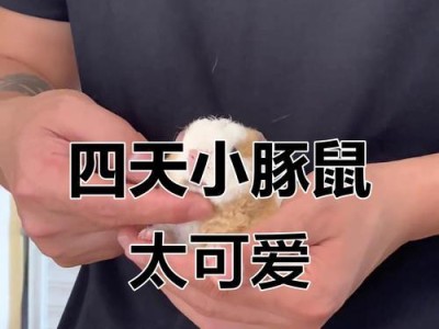 荷兰猪生育周期与繁殖特点详解（荷兰猪繁殖周期、生产数量及其影响因素）