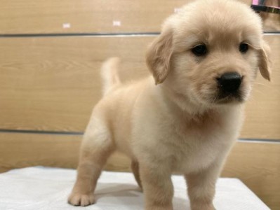 金毛犬必须接种的疫苗是哪些？（保护金毛犬健康，这些疫苗必不可少）