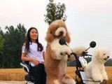 探究泰迪和巨贵之间的区别（了解泰迪和巨贵的特点及价值差异）