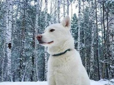 北海道犬的饲养方法（让你的宠物健康成长的关键）