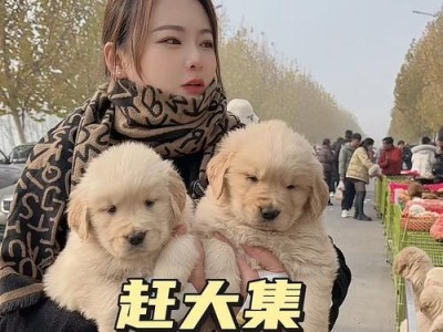 金毛幼犬的科学合理喂养方法（根据身体情况定量喂食，保持健康成长）