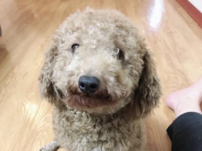 揭秘狗为何会反肠（狗狗的身体机制与习性解析）