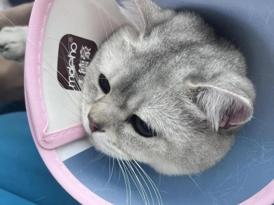 猫咪发烧？快速降温方法一览（轻松应对猫咪发烧，宠物主人必备）