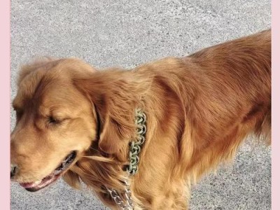 金毛先天性心脏疾病的症状及治疗方法（探索金毛犬常见的心脏问题，帮助您提早发现和治疗）