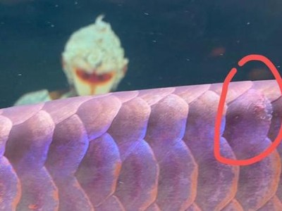 以金龙鱼适合什么水质？（科学饲养金龙鱼需了解的水质要求）