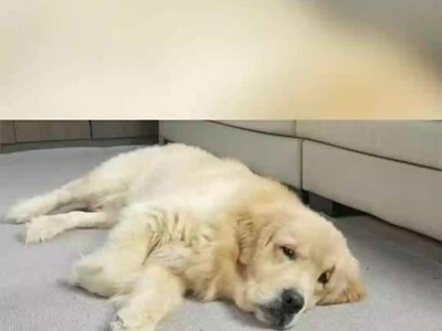 金毛犬四个月大每天需要多久的睡眠？（深入探究金毛犬四个月大时睡眠的时间和需求量）