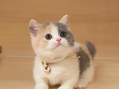 猫咪的花之喜好（揭秘猫咪与花卉的奇妙亲和关系）