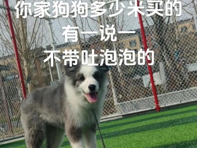 边境牧羊犬价格一览，选择聪明忠诚的守护伙伴