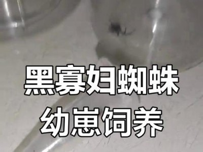黑寡妇蜘蛛价格分析（市场报价及购买指南）