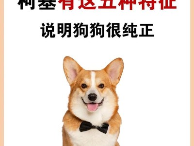 柯基幼犬的多样毛色和变化特征（了解柯基幼犬的毛色变化及其魅力所在）