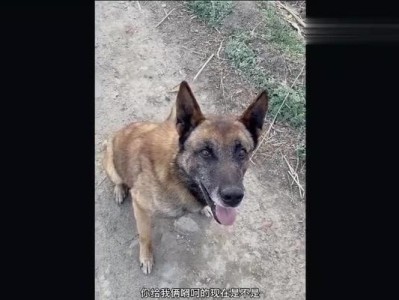 狗掉厕所能活多久？揭秘真相！（狗掉入厕所后，谨慎行动，你的宠物生命就在一线之间！）
