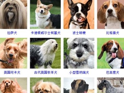 狗中价格最高的品种是哪些？（探寻世界上最昂贵的狗）