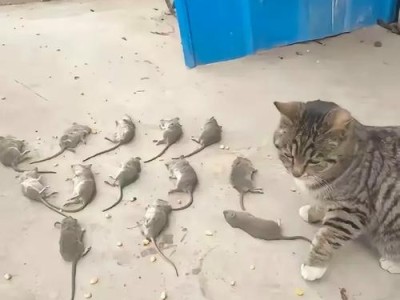 猫能在多长时间内抓到老鼠？（揭秘猫咪狩猎能力的时间窗口）