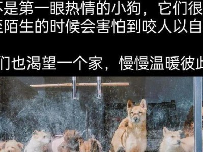 揭秘狗狗最害怕的五件事情，别再吓唬它了！（保护我们的宠物，尊重它们的感受）