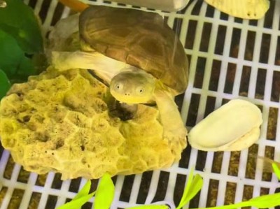 乌龟蜕皮的过程及时间（乌龟蜕皮周期与皮肤更新速度）